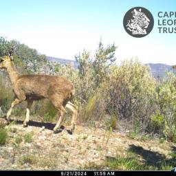 Klipspringer
